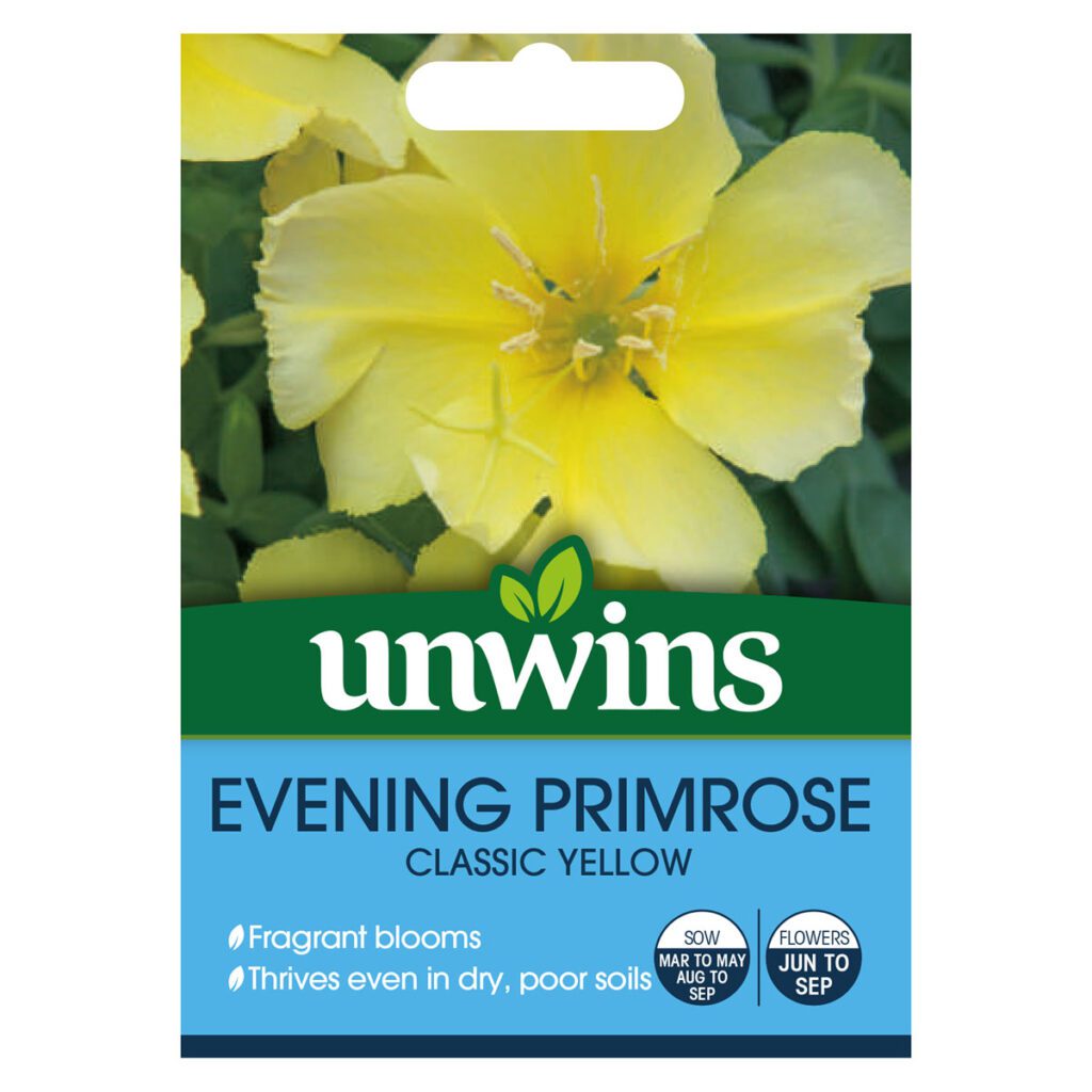 Unwins Oenothera Evening Primrose Wildflower Seeds 5051618027663 2